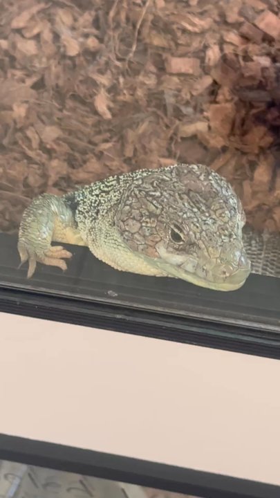 Amazon Reptile Center - Reptile Shops Near Me - Montclair, California