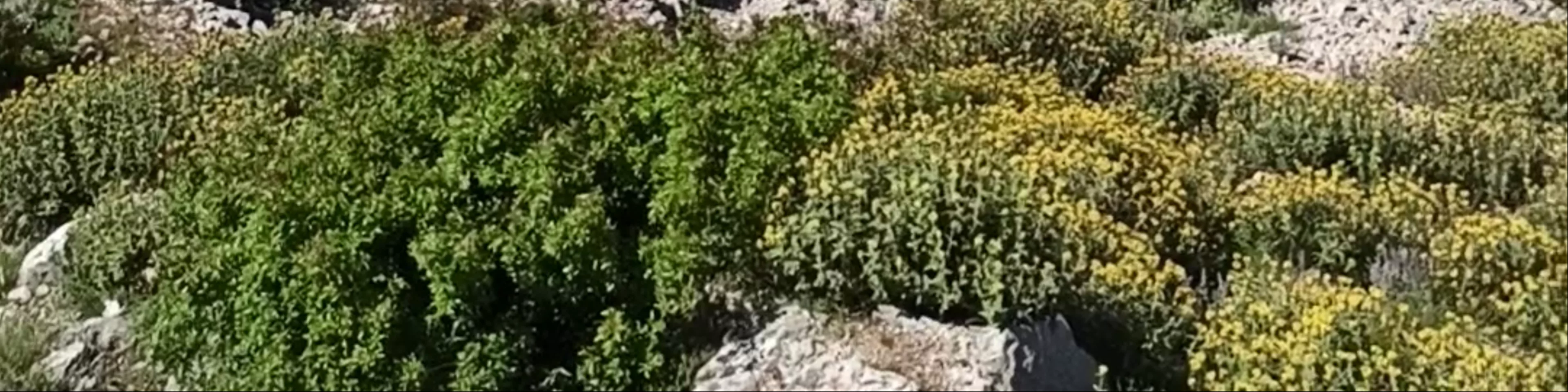 Srđ