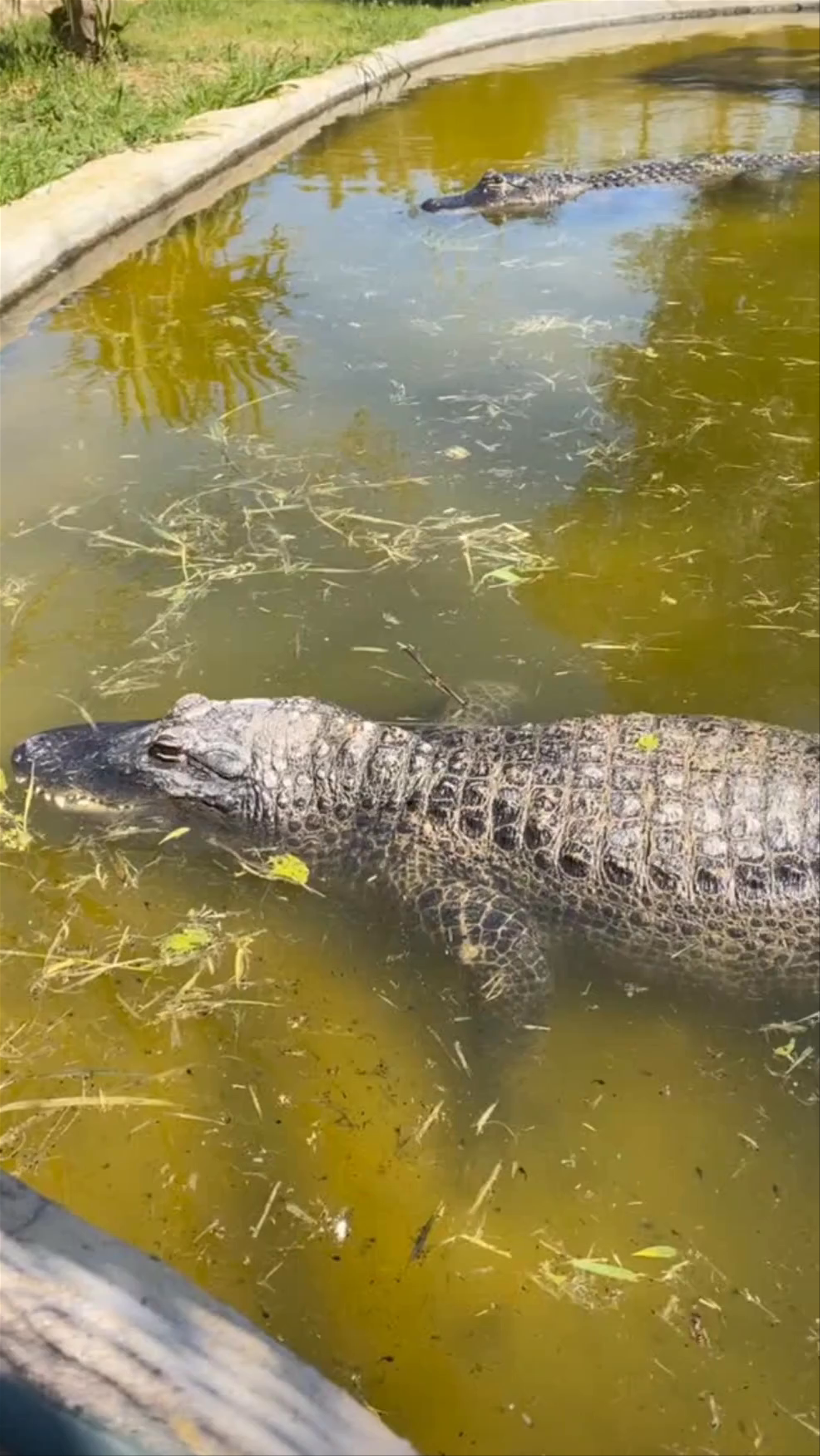 Wild Encounters at Attica Zoological Park in Athens, Greece