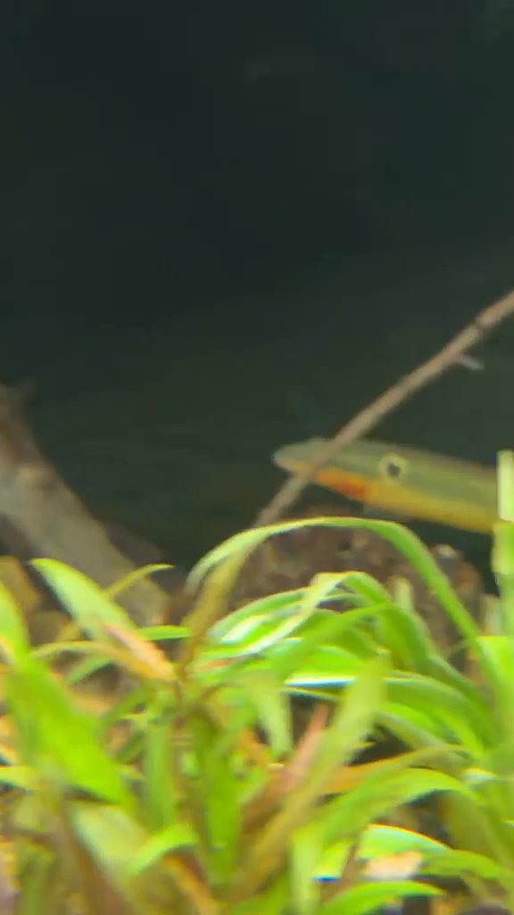 Zebrina pike cichlid