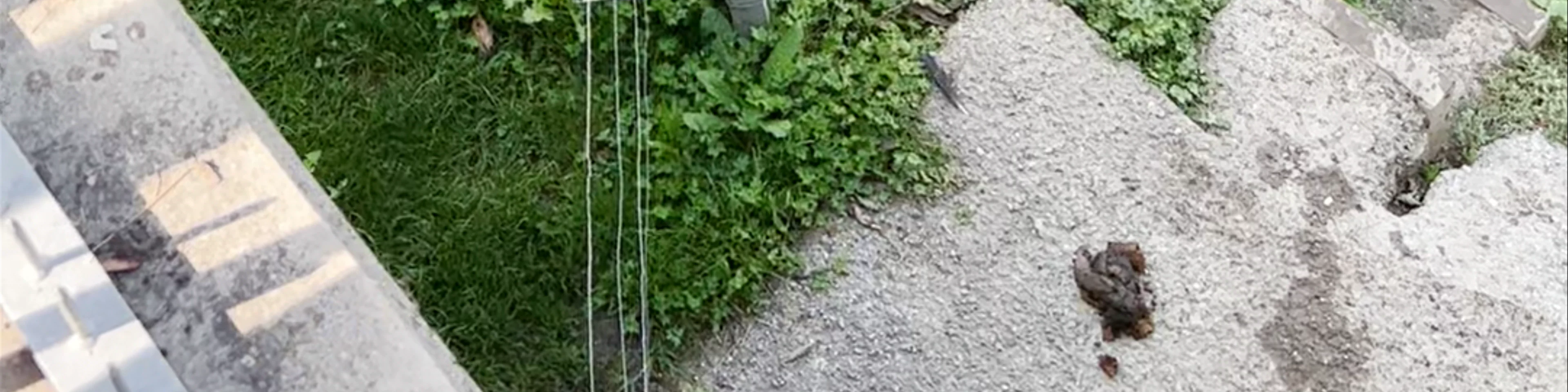 Bear Pit