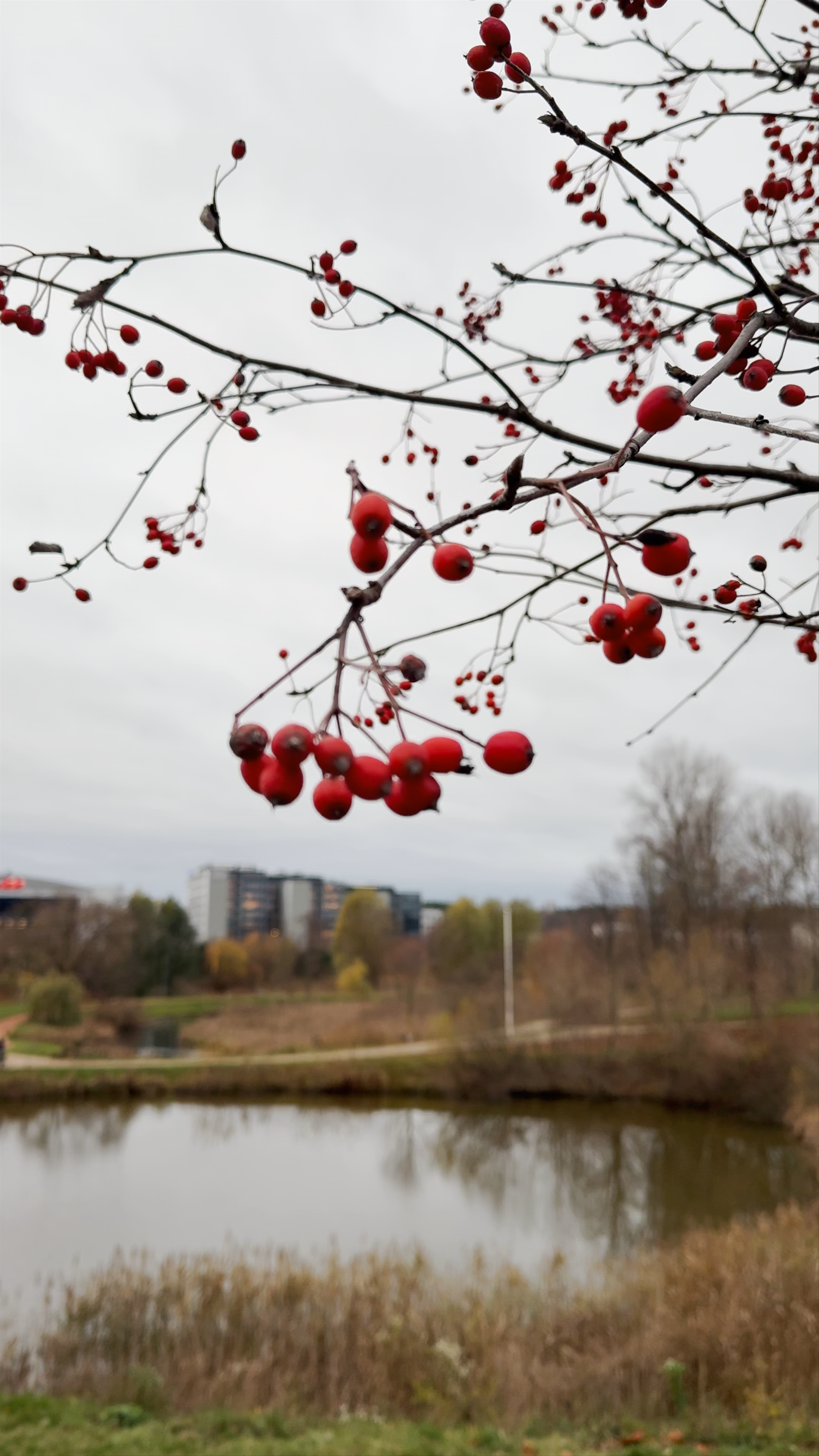 Serene Autumn Walk at Ozo Park in Vilnius
