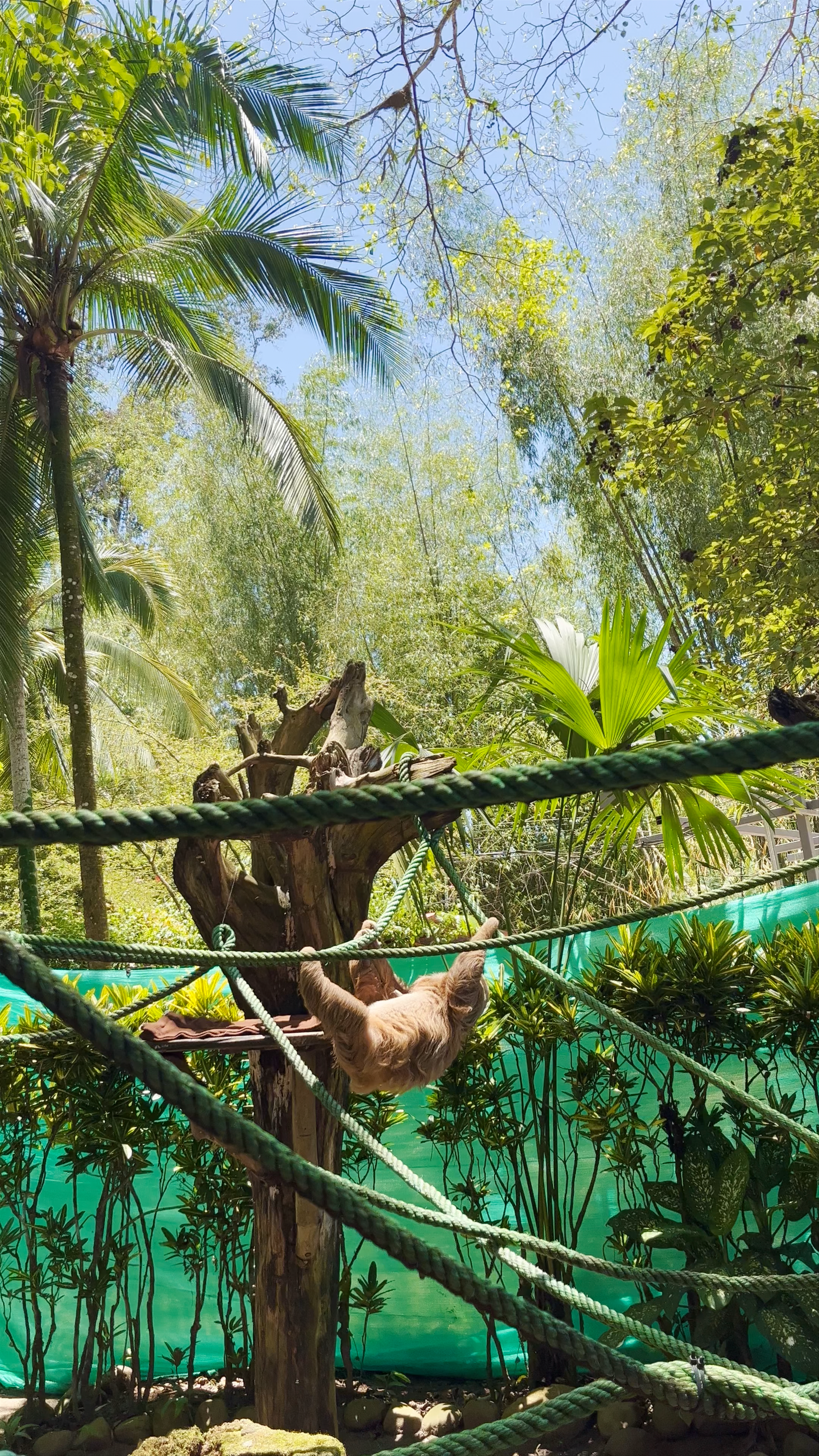 Jaguar Rescue Center: Wildlife Wonder in Punta Cocles, Costa Rica