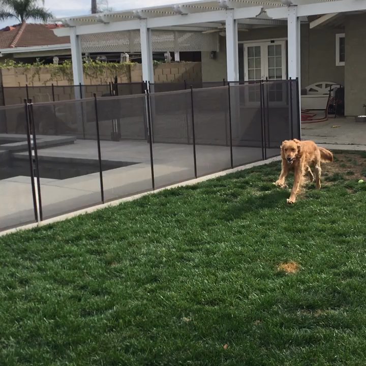 Retrievers and Friends - Rosie at her new home with her new brother and sister - Pet Adoption Near Me