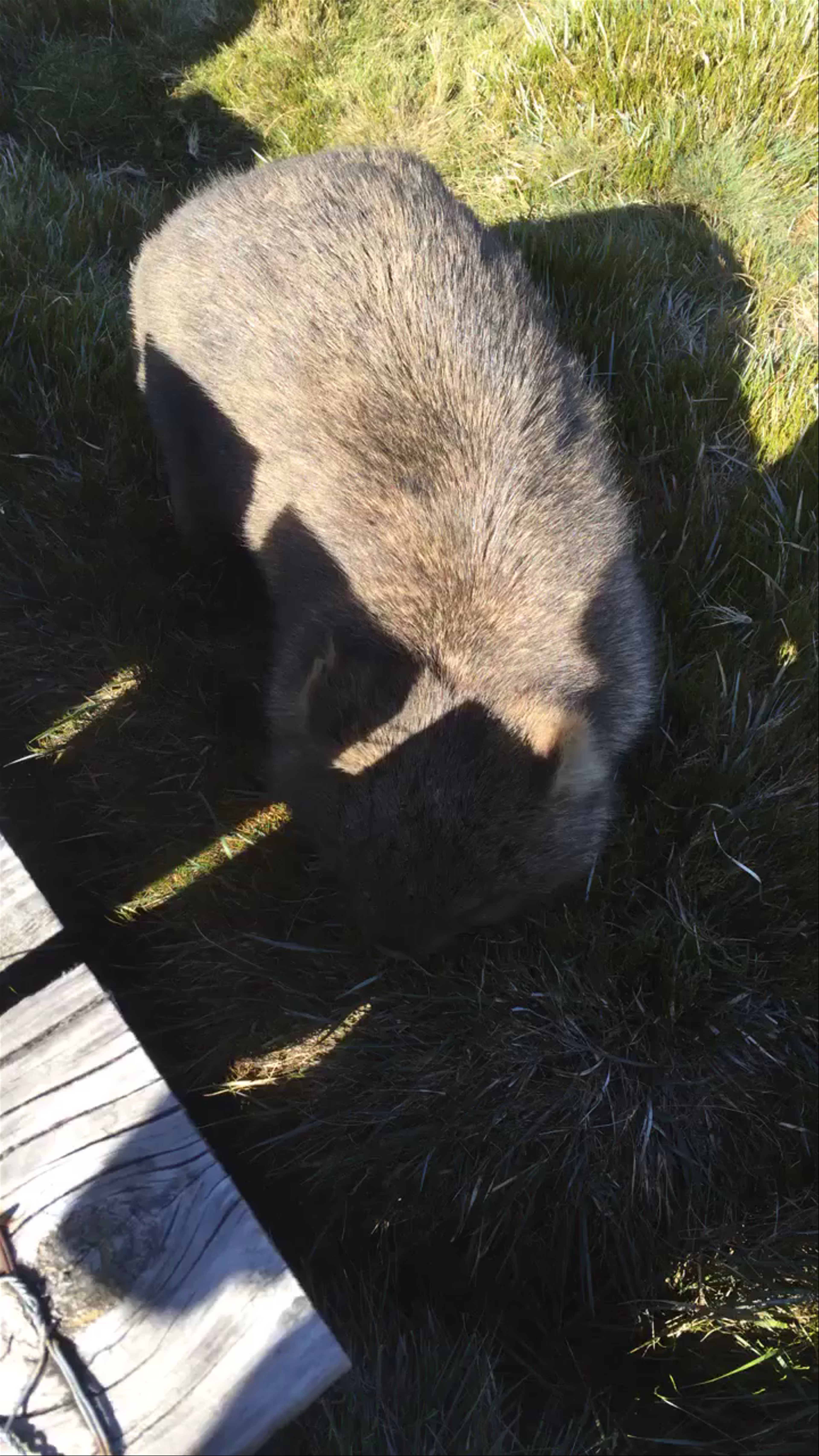 Close Encounter with a Wombat at Cradle Mountain Tasmania