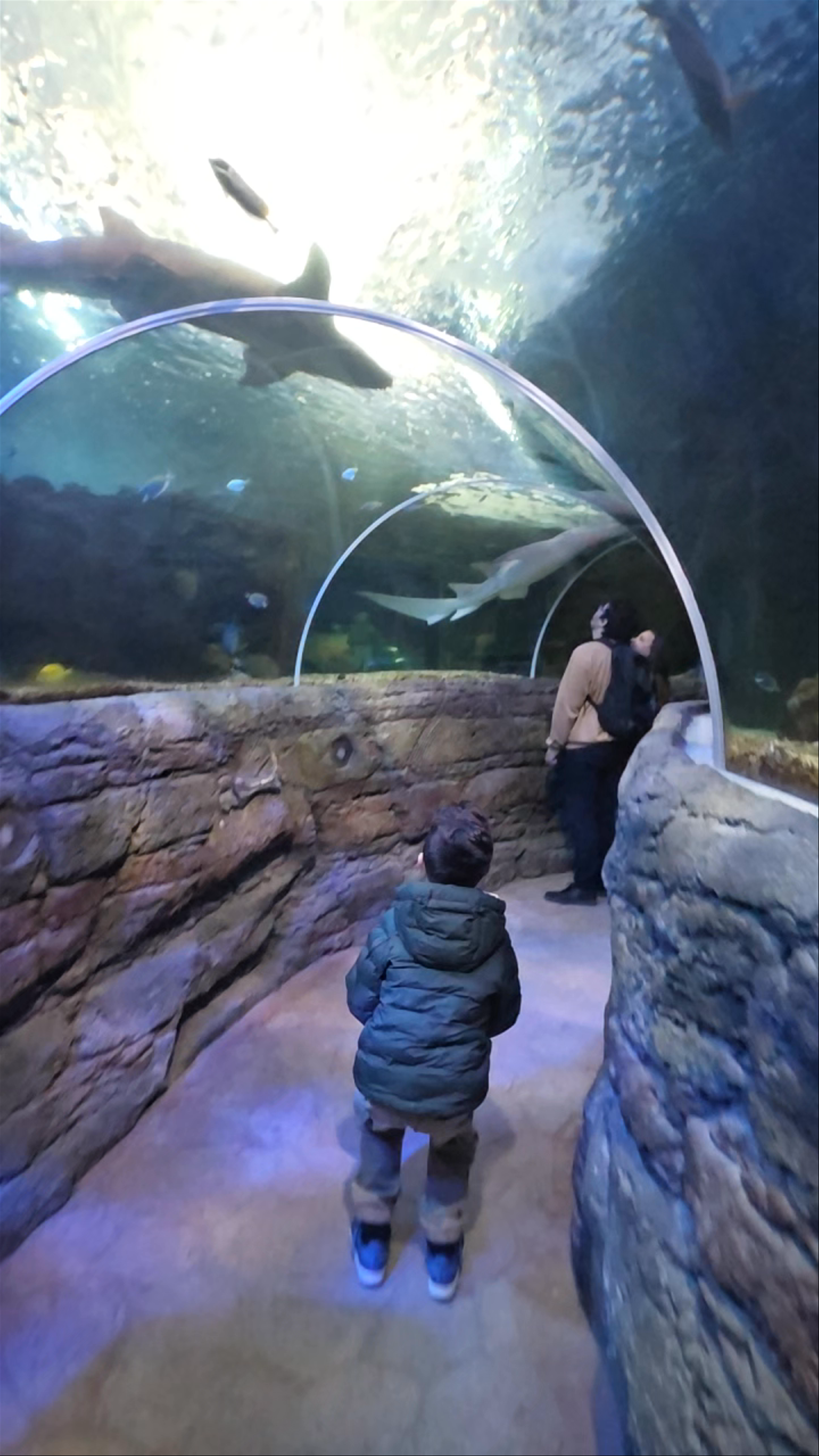 Sea Life Benalmádena: Immersive Underwater Tunnel Experience