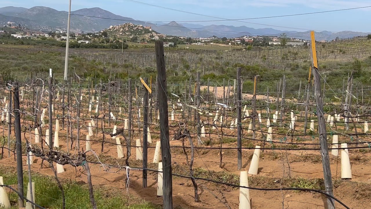 Xecue - The breeze was the perfect combo with the temperature. Hubby fell asleep he was so relaxed. - Wineries Near Me - Ensenada, BCN