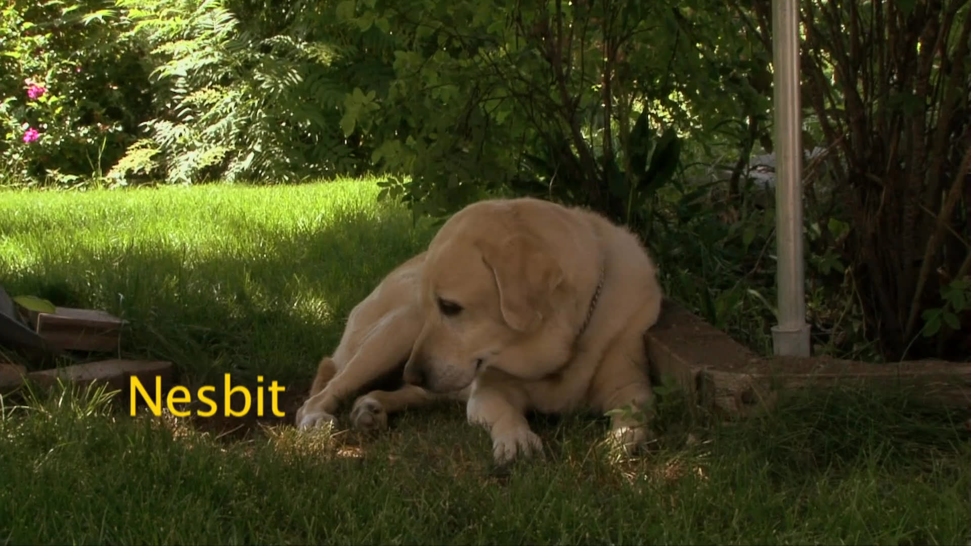 A dedicated service dog navigates a busy airport environment before transitioning to a peaceful life in retirement.