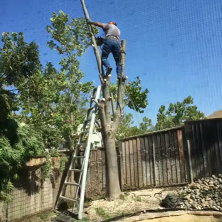 Fast Response Tree Service - Tree Services Near Me - Folsom, California