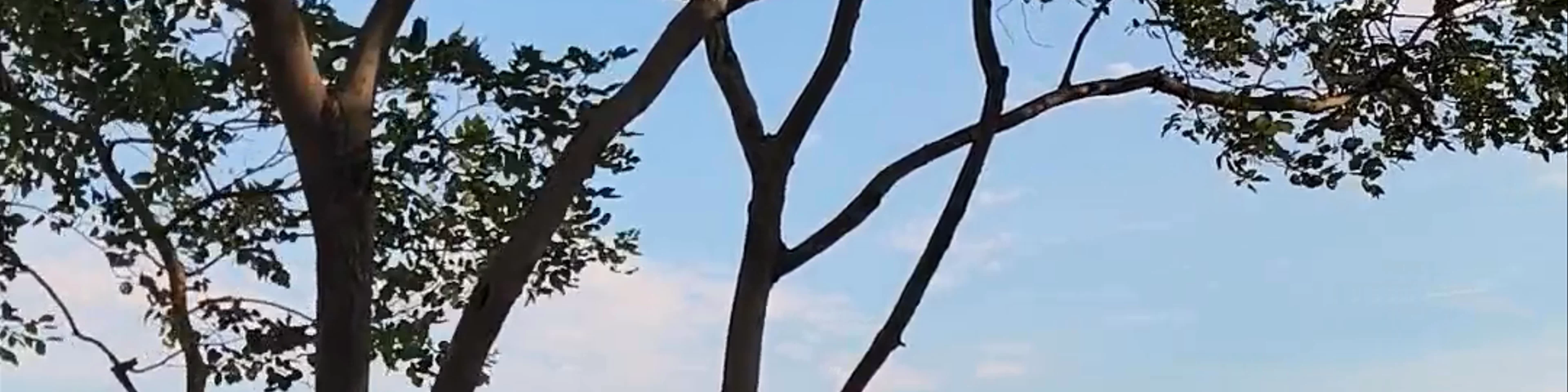 SKY SCAPE