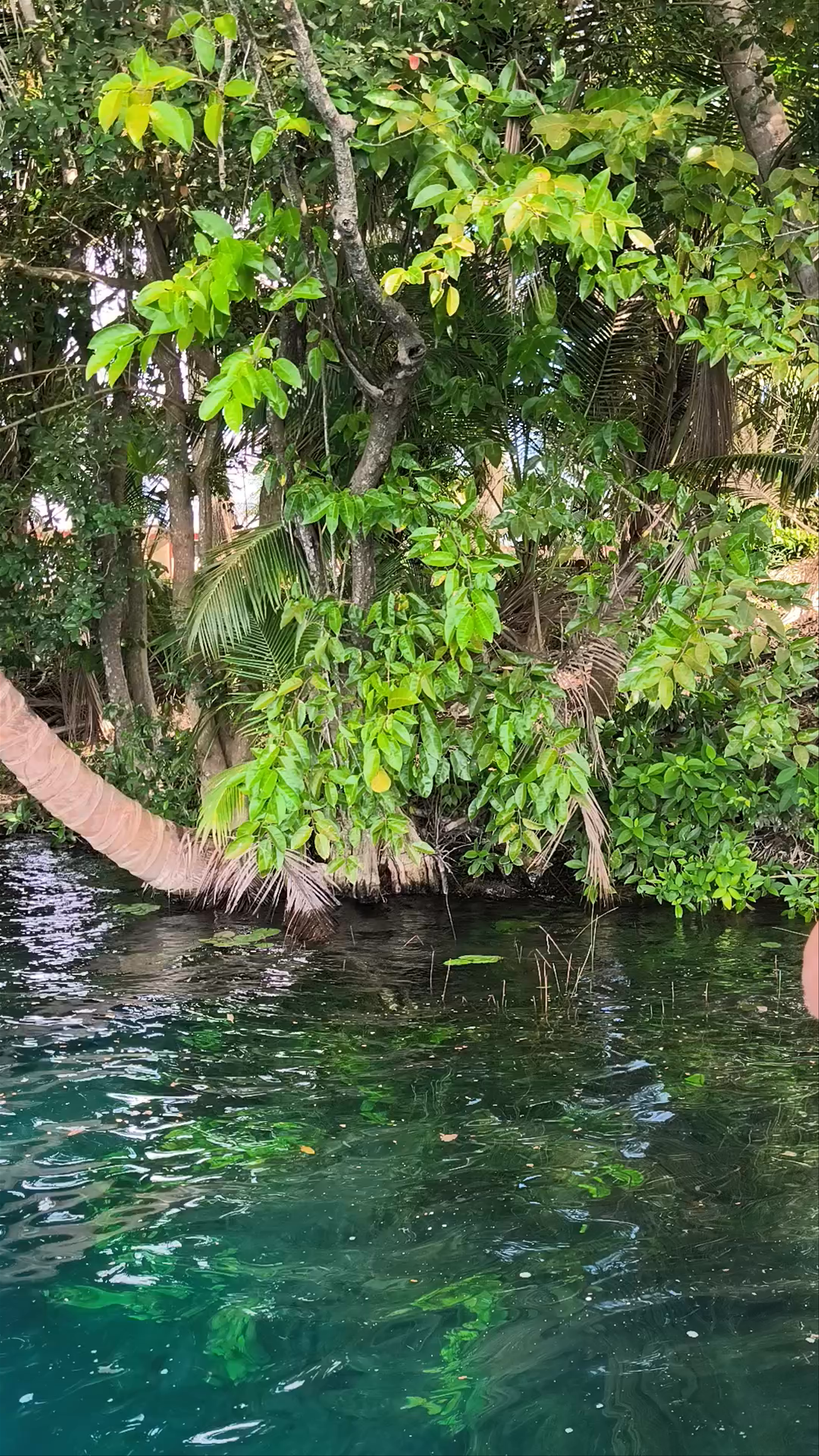 Cenote Negro