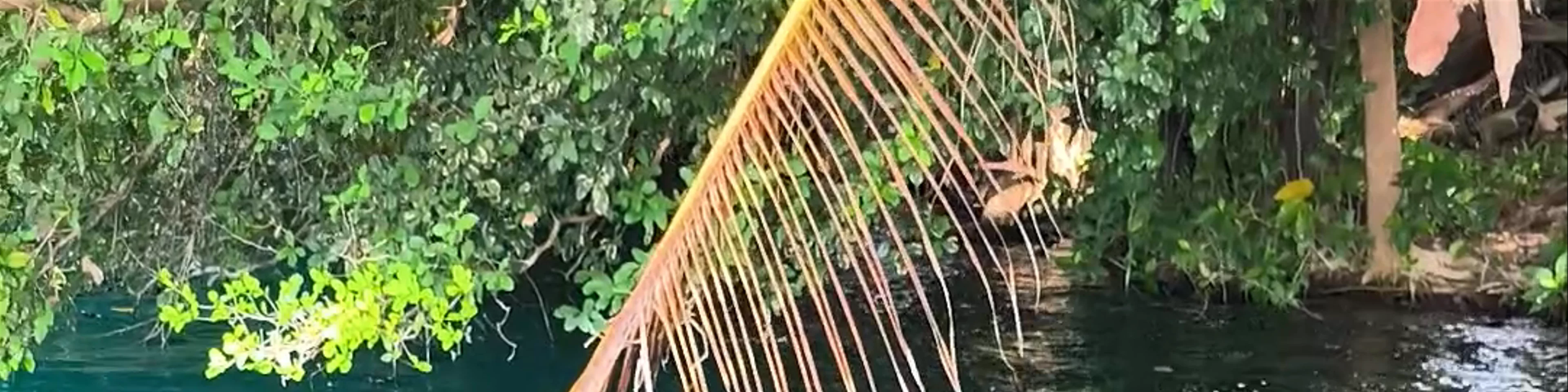 Cenote Negro
