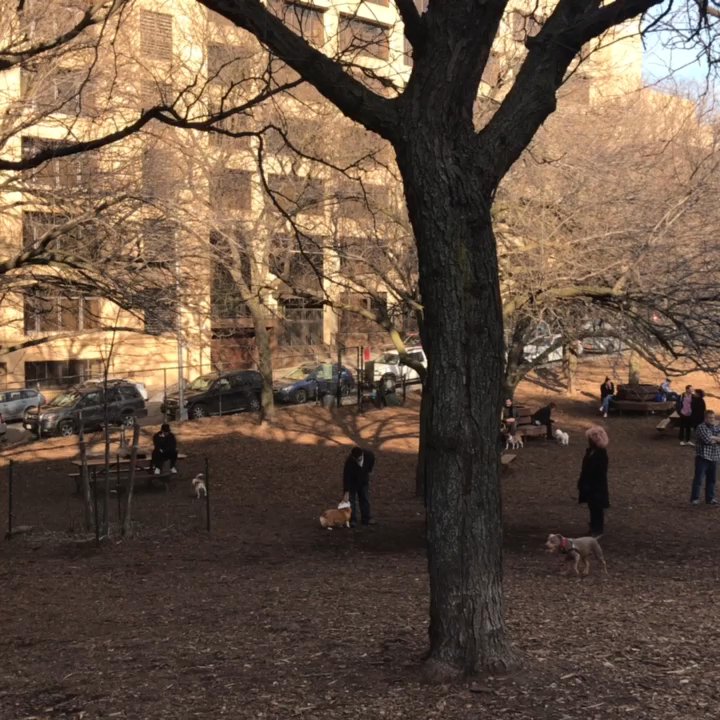 Hillside Dog Park - Naturally, the city will have numerous outlets for your canine companions! - Dog Parks Near Me - Brooklyn, New York