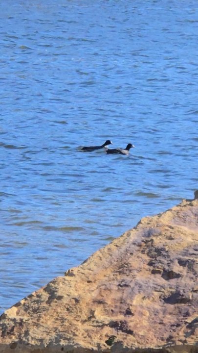 One Lake Park - Beautiful day at the lake - Parks Near Me - Fairfield, California