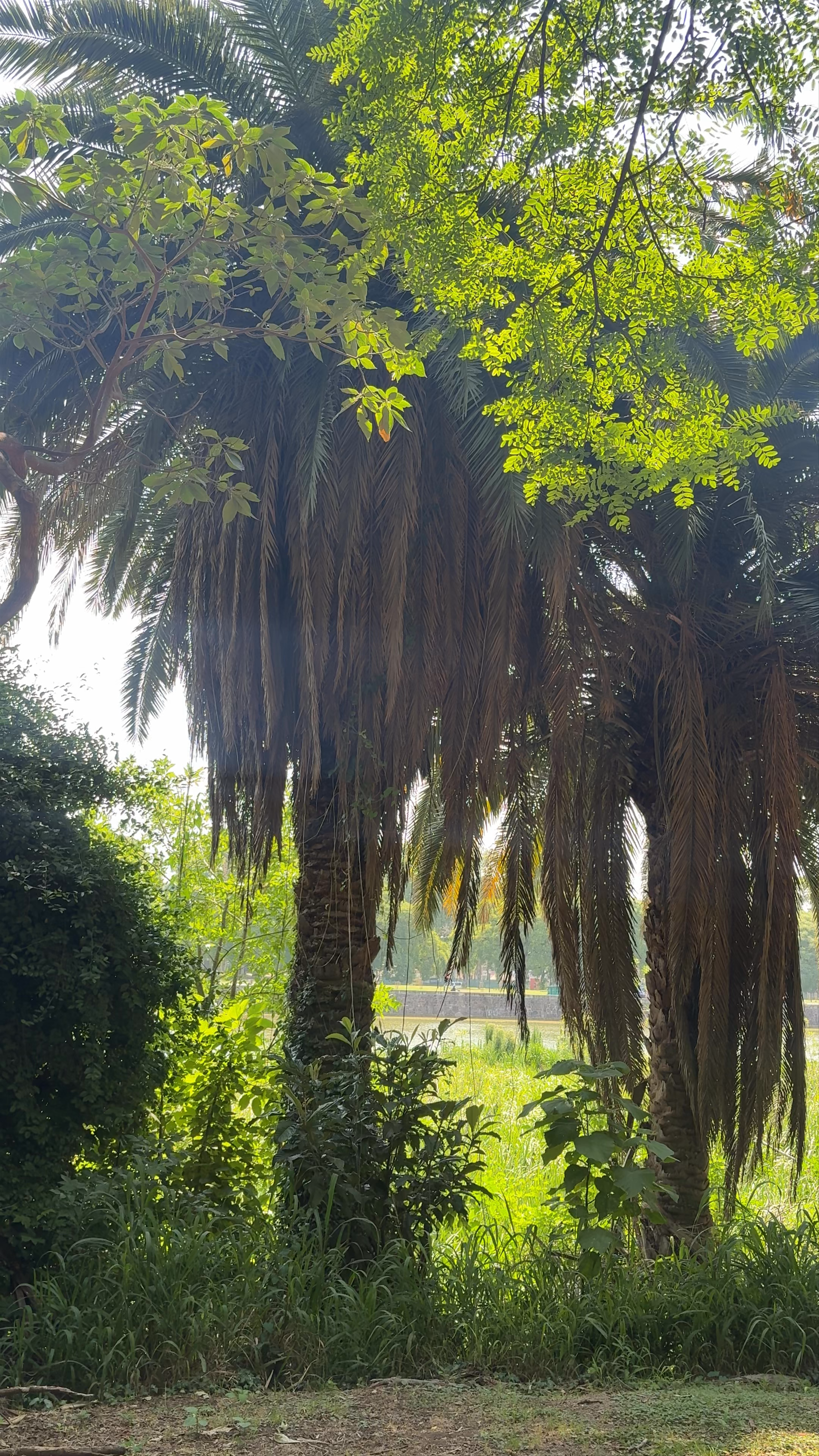 Reserva Ecológica Costanera Sur