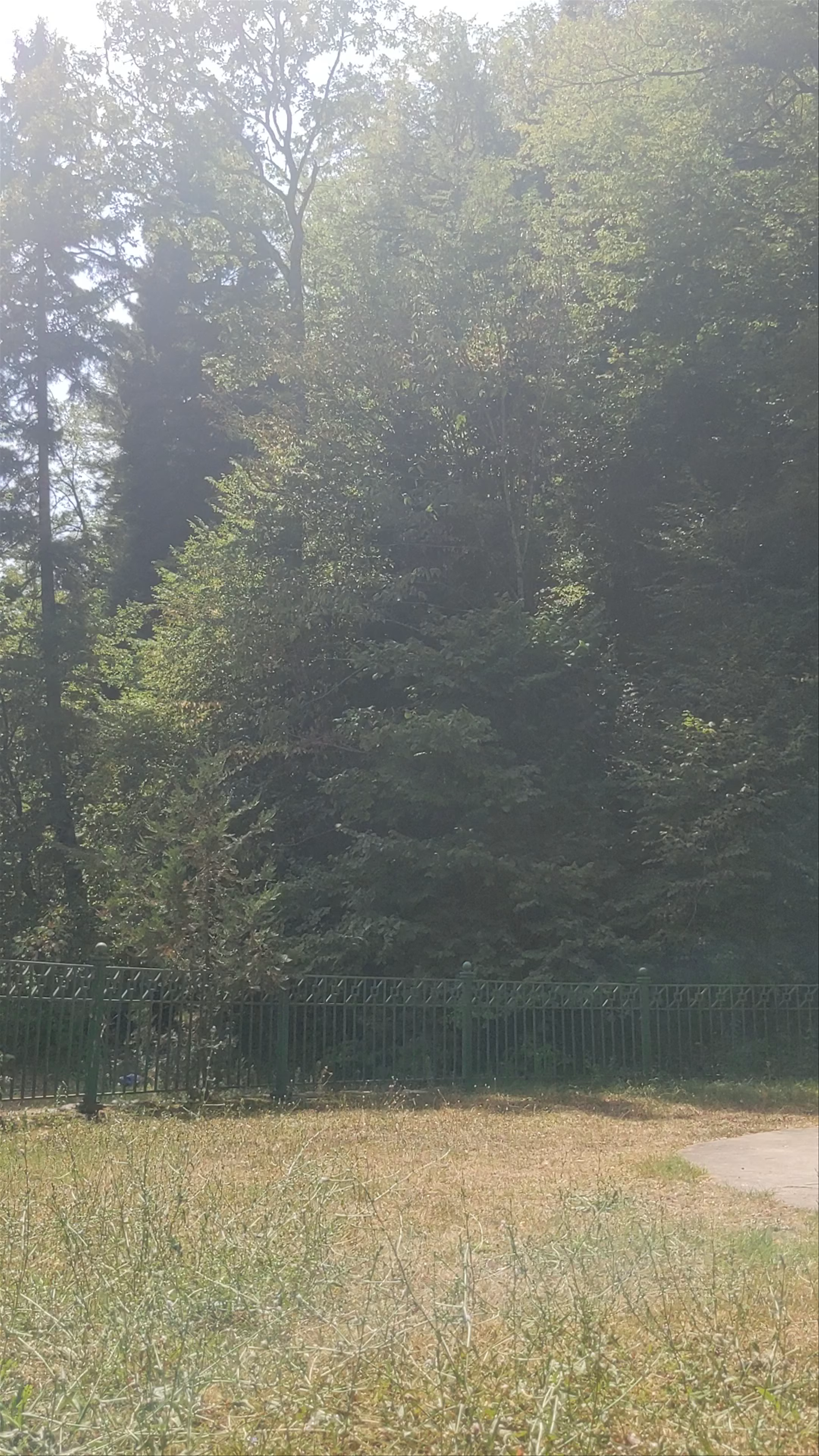 borjomi-park