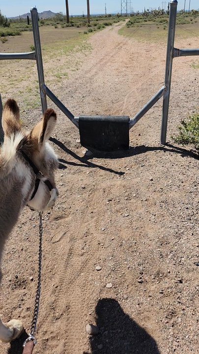 My Sweet Ass Beverage Burros - Party Equipment Rentals Near Me