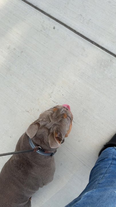 209 K9 Chelle - Amazing loose leash walking on my left side - Pet Training Near Me