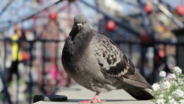Pigeon in a playground