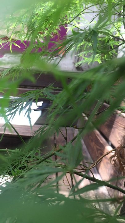 Gen - All alone in the patio... Great taste in wood, designed by the owner himself - Japanese Near Me - Brooklyn, New York