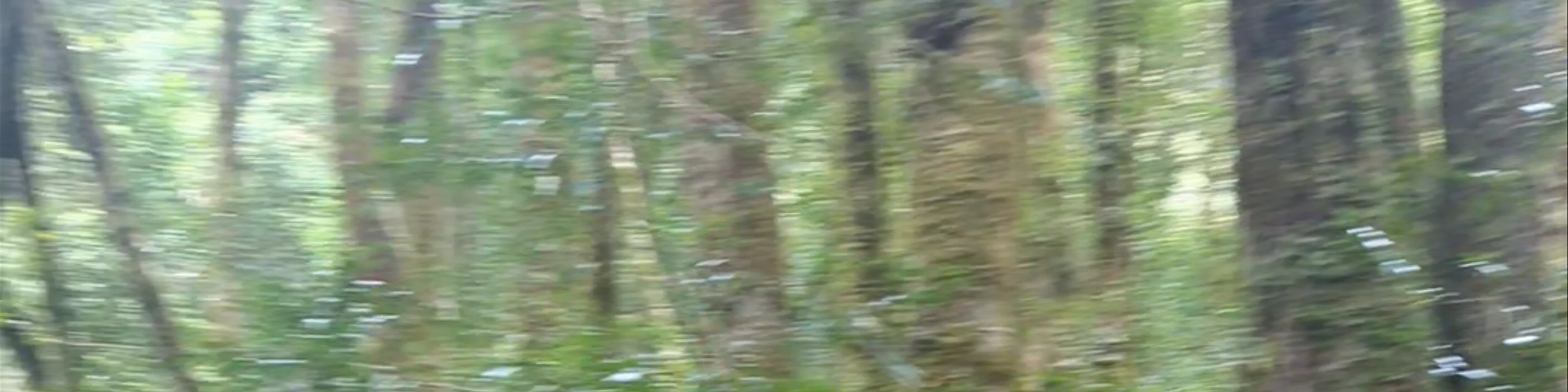 Enchanted Walk