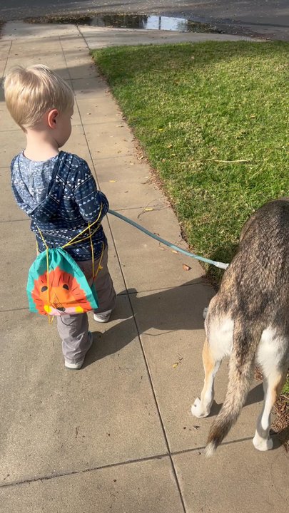 FurIife K9 Training - 3 yr old walking the dog - Pet Training Near Me