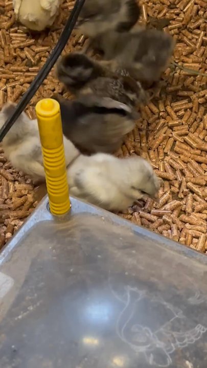 Bresse Farms - Wee cute chickies - Ranches Near Me - Pontotoc, Mississippi