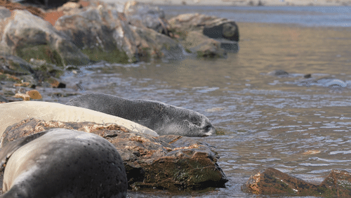 Sant Georgia Seals animated gif