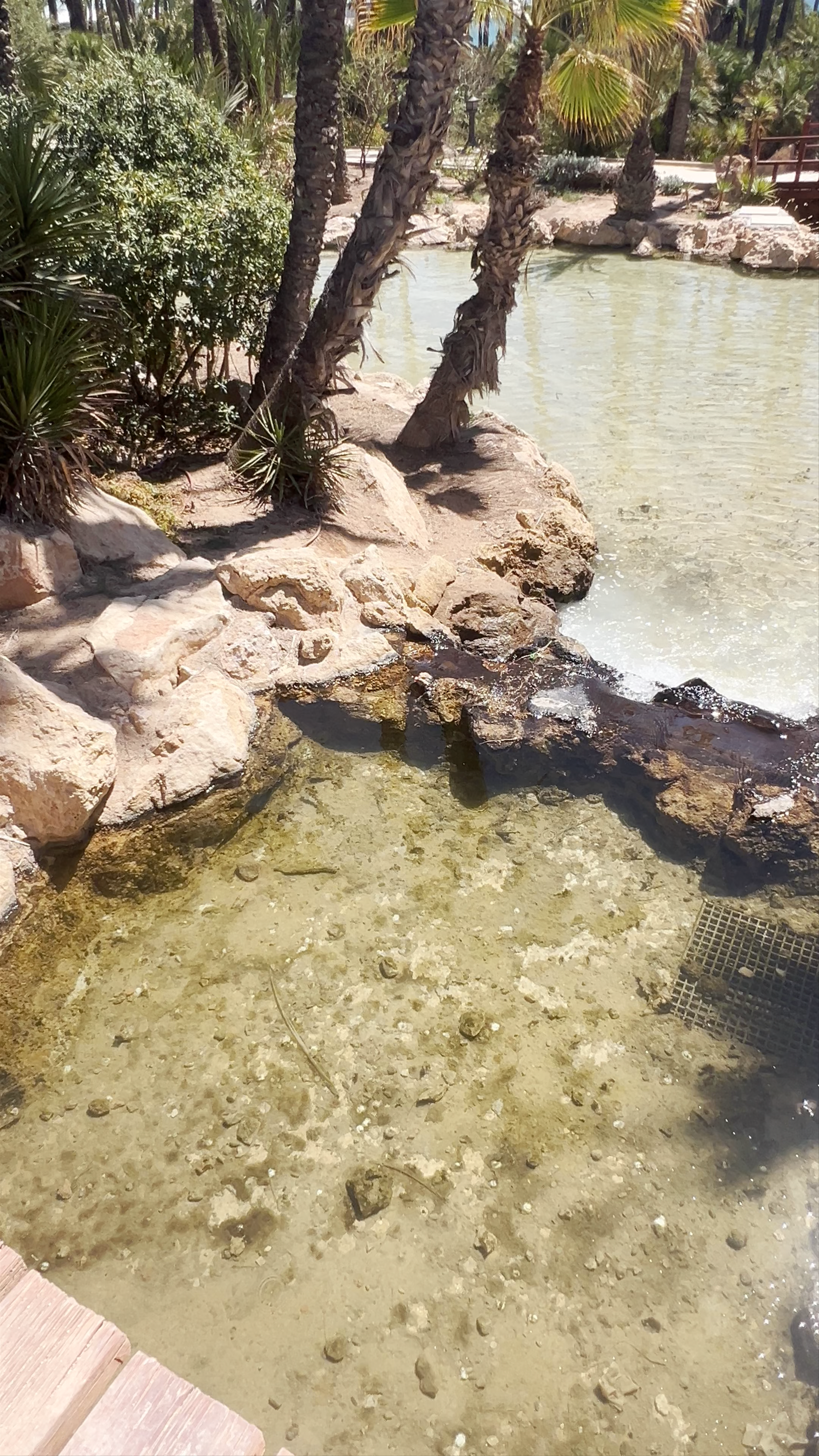 Serene Oasis at Parque El Palmeral, Alicante