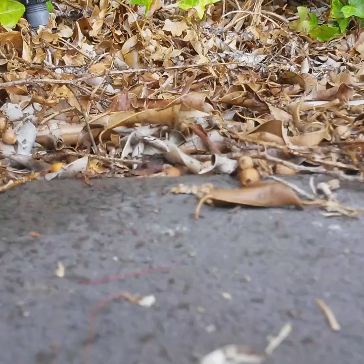 FullShield - Got Ants?  Call Fullsheild they'll take care of them. (626) 433-5667 - Insulation Installation Near Me