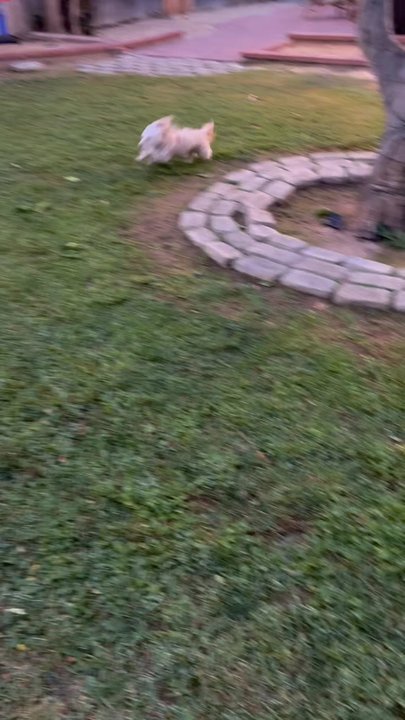 Waggy Trails - Morning zoomies! Happy girl! - Dog Walkers Near Me
