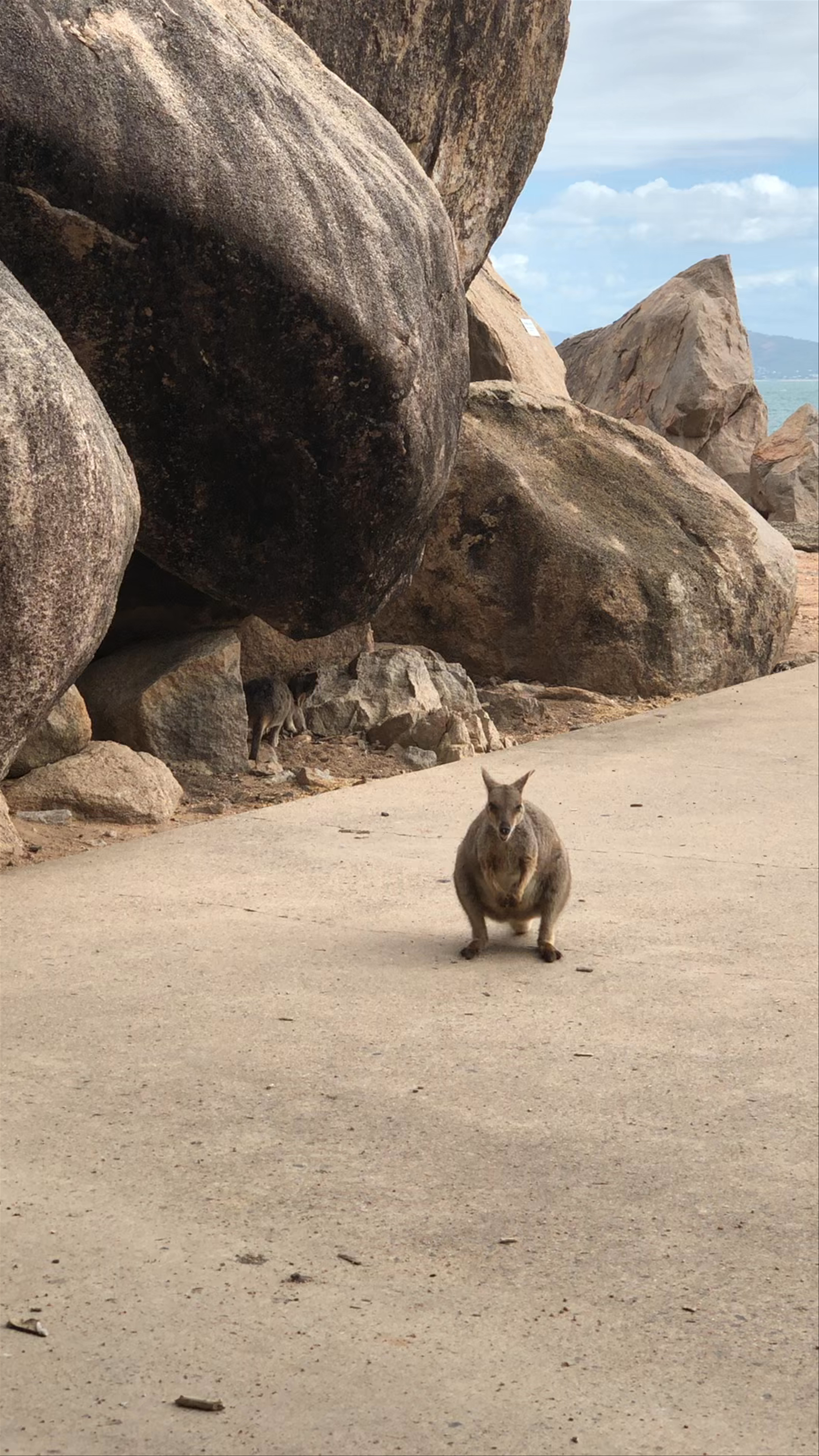 Rock Wallabies Magnetic Island'