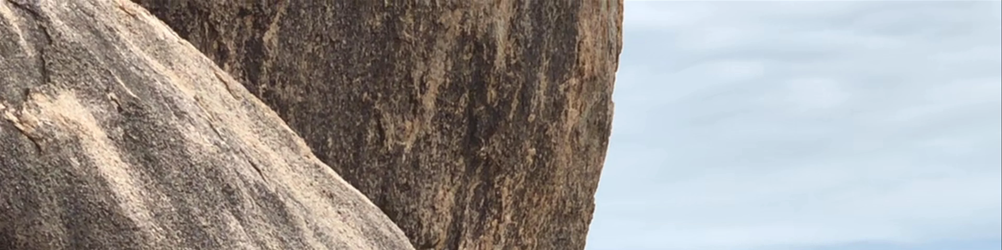 Rock Wallabies Magnetic Island'
