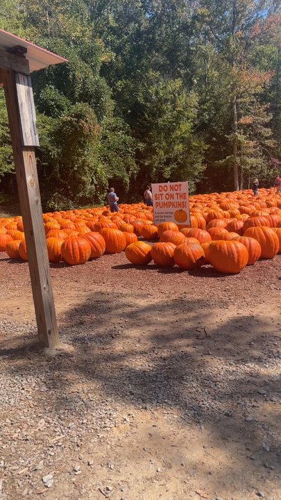 Burt's Farm - Pumpkin Patches Near Me - Dawsonville, Georgia