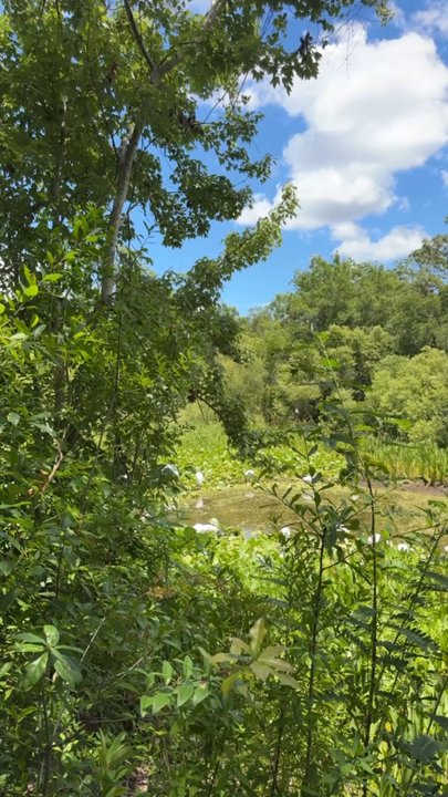 Eagle Lake Park - Parks Near Me - Largo, Florida