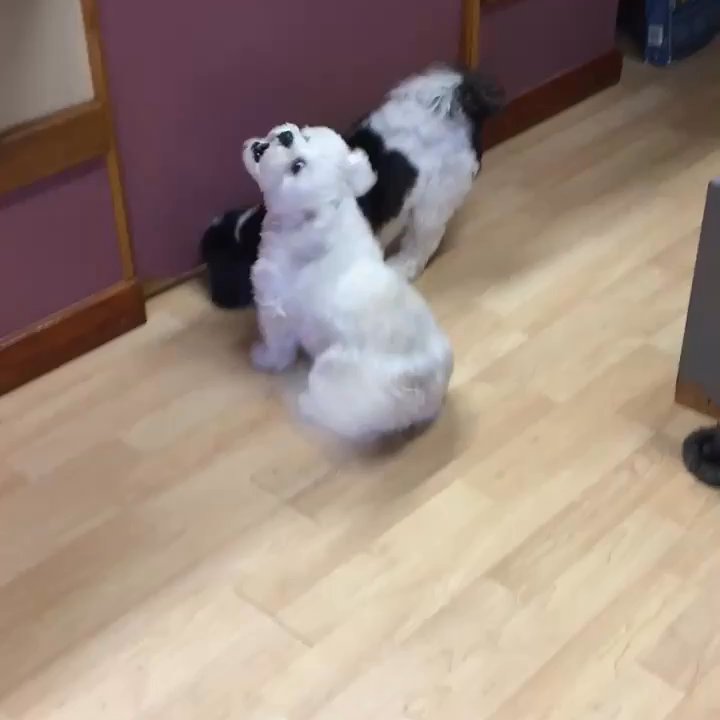 Aloha K9 Kuts - My Halie calling Christine when she gets there. She adores her. - Pet Groomers Near Me - Honolulu, Hawaii