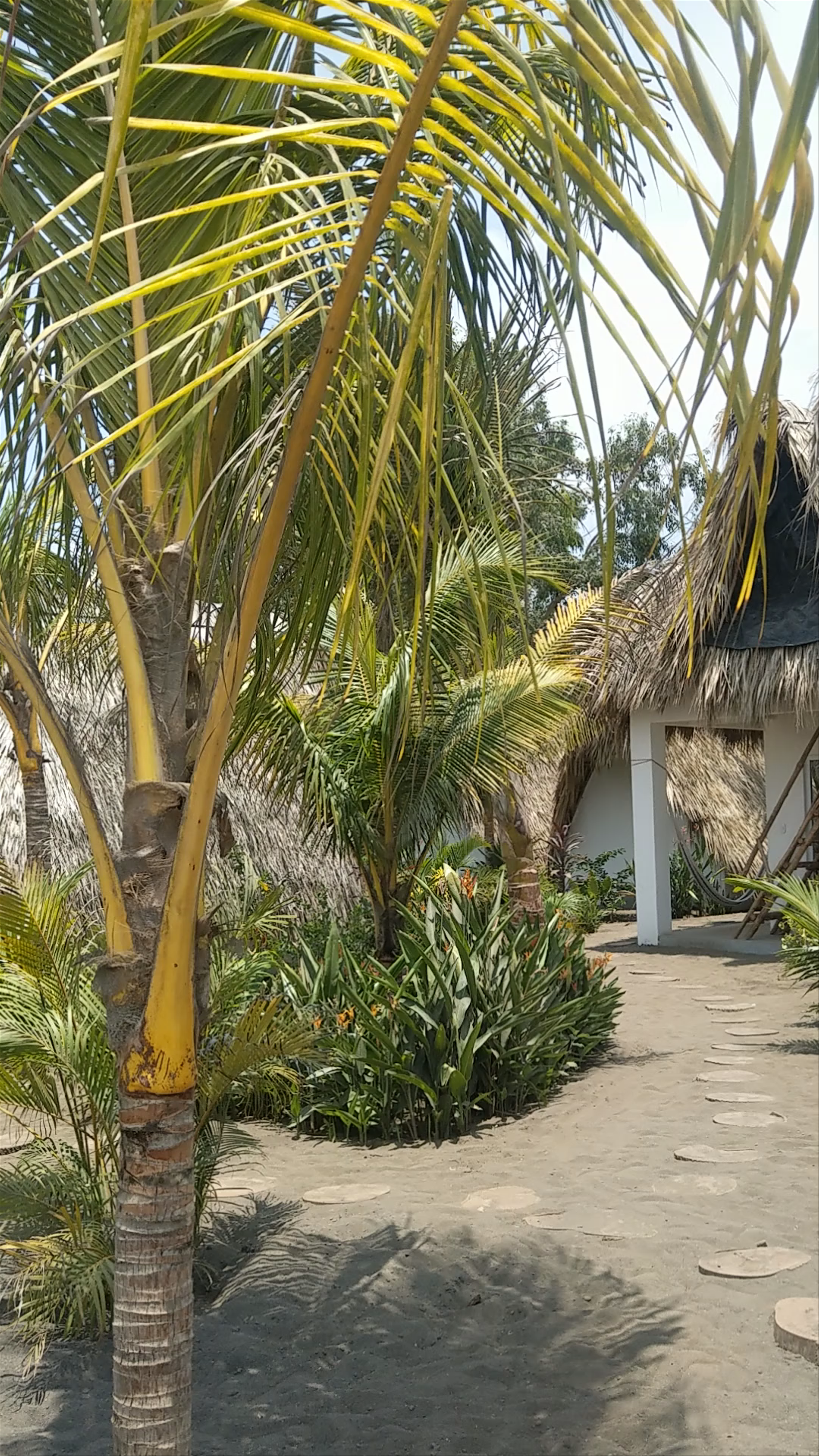 Mellow Hostel Chill Vibes in Escuintla, Guatemala
