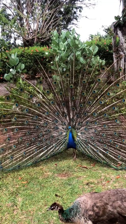 Smith's Tropical Paradise - Peacock so pretty - Botanical Gardens Near Me - Kapaa, Hawaii