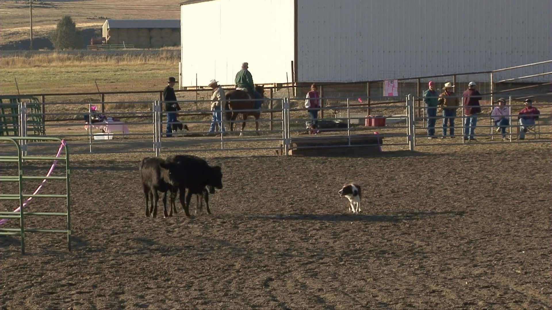 A trained sheepdog skillfully maneuvers cattle across an outdoor arena toward a fenced holding area while observers watch from horseback. The dog demonstrates precise control over the livestock in a professional ranch setting.