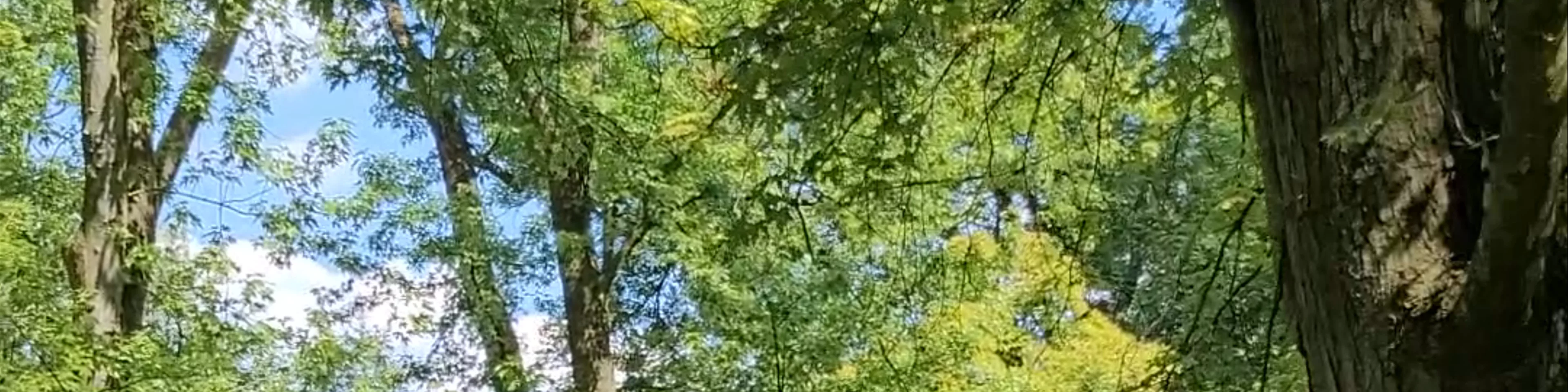 Park Skaryszewski im. Ignacego Jana Paderewskiego
