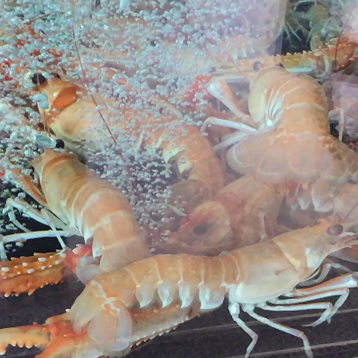 Pipervika Seafood - Seafood Markets Near Me - Oslo, 03