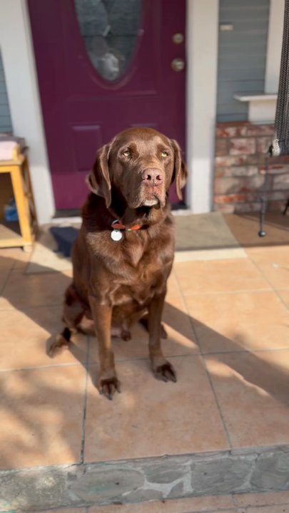 Aragon Veterinary Clinic - My healthy boy - Veterinarians Near Me - San Mateo, California