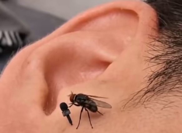 THE FLY