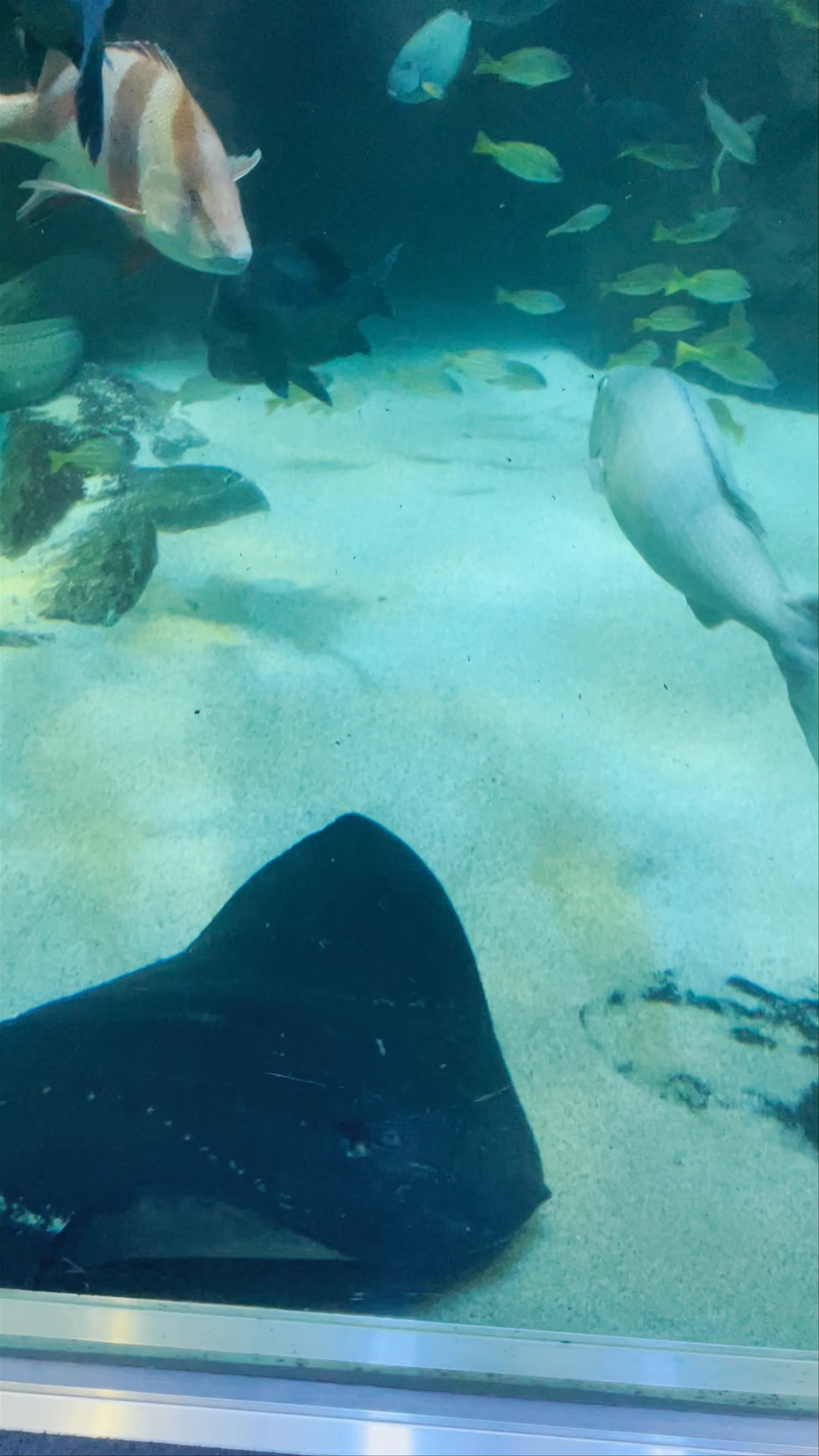 Aquarium public de Miyajima