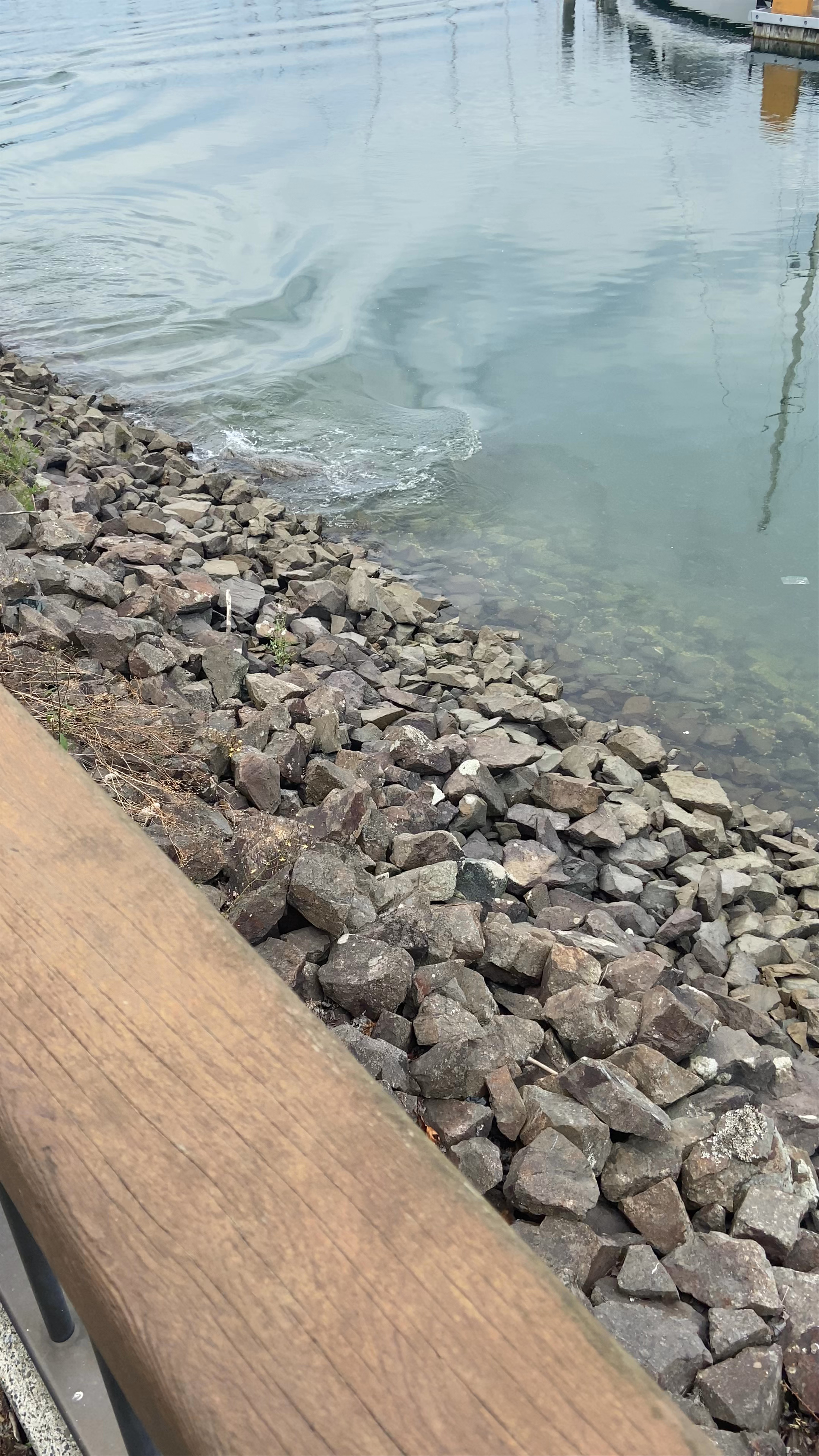 Seals at Everett Marina
