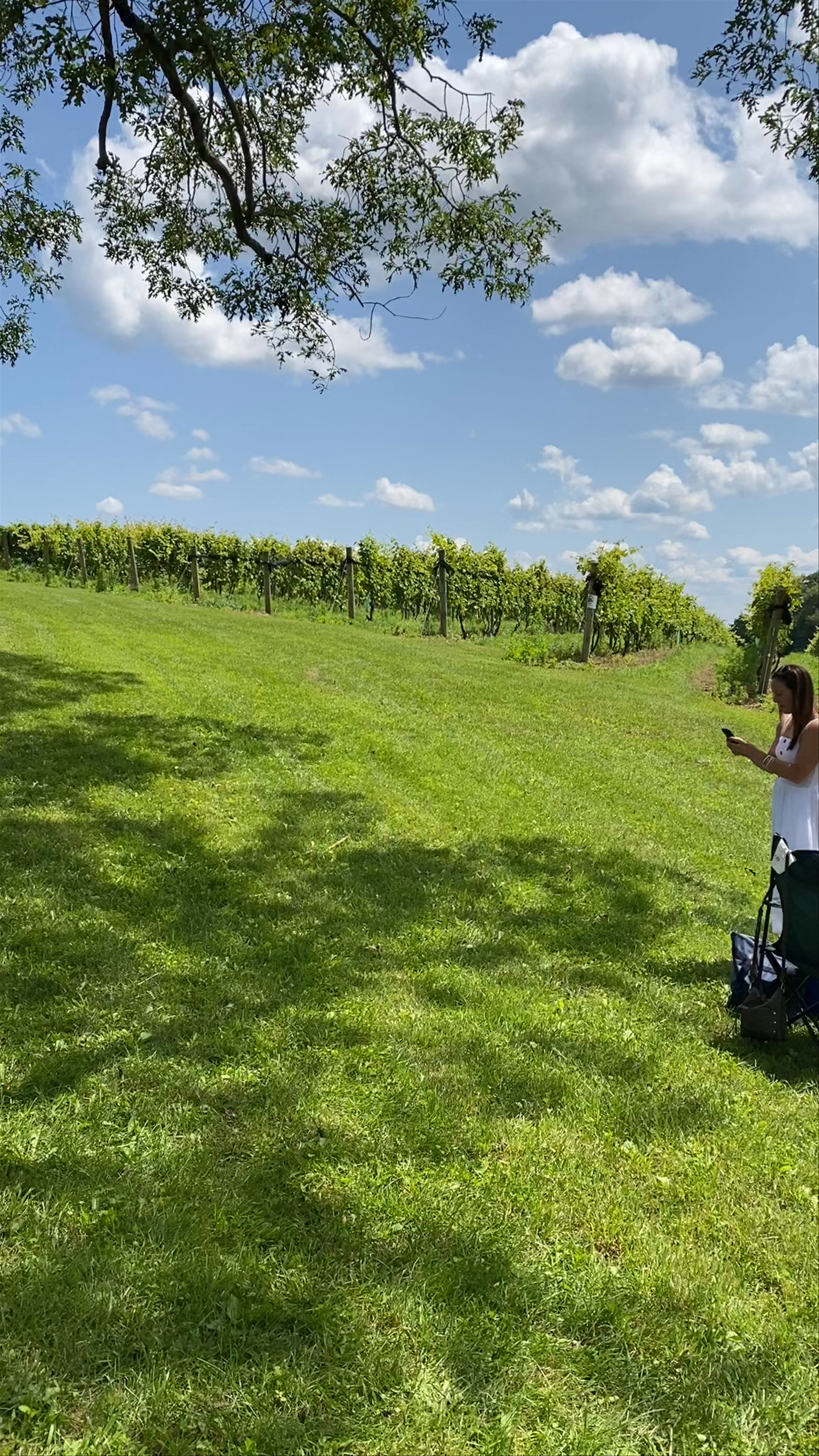 Sunset Meadow Vineyards