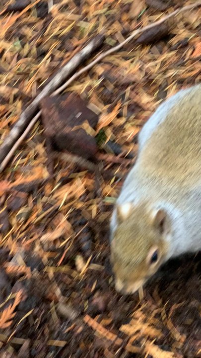 Cornwall Park - Friendly squirrel on the ground, Wednesday 25 October 2023. - Parks Near Me - Bellingham, Washington