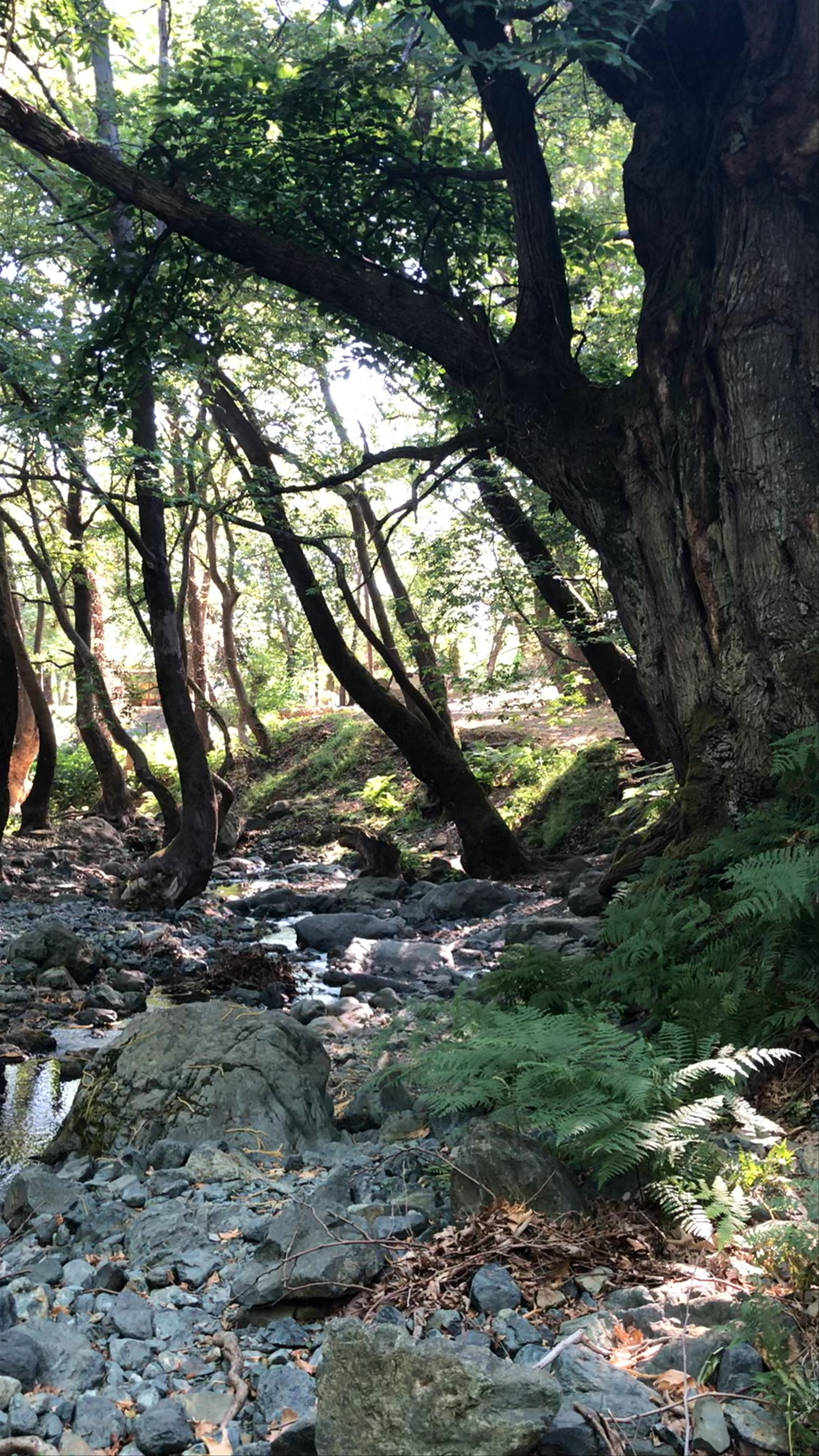 Βάθρα της Γριάς