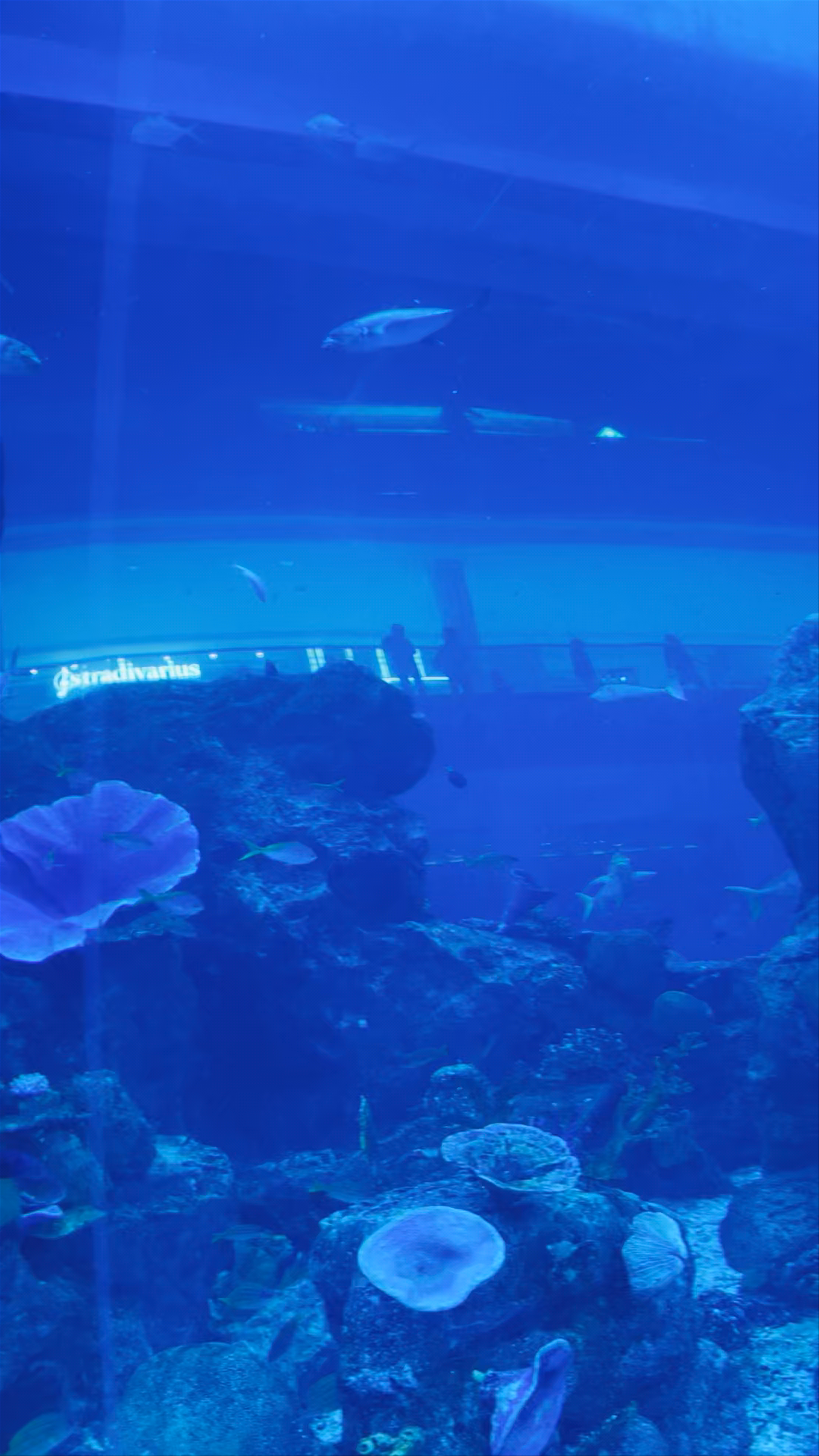 Dubai Aquarium & Underwater Zoo - شارع المركز المالي، - Dubai - United Arab Emirates