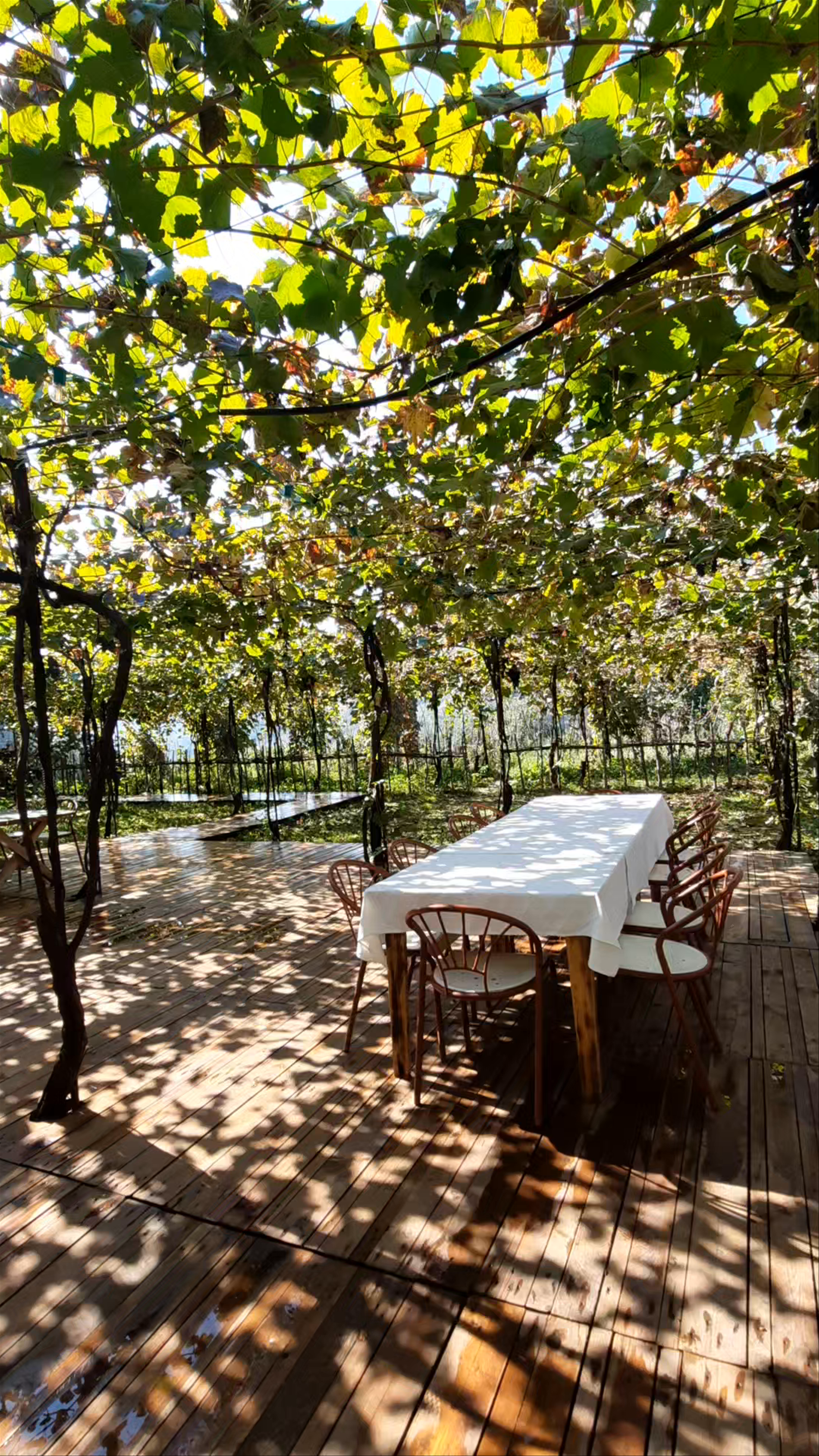 Alpeta Agrotourism & Winery: Serene Vineyard Escape in Roshnik Qendër, Albania